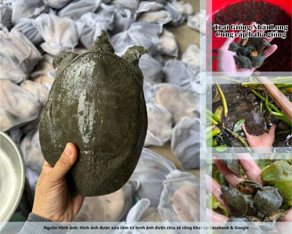 Giữ môi trường sạch sẽ, xử lý kịp thời khi có dấu hiệu bất thường.