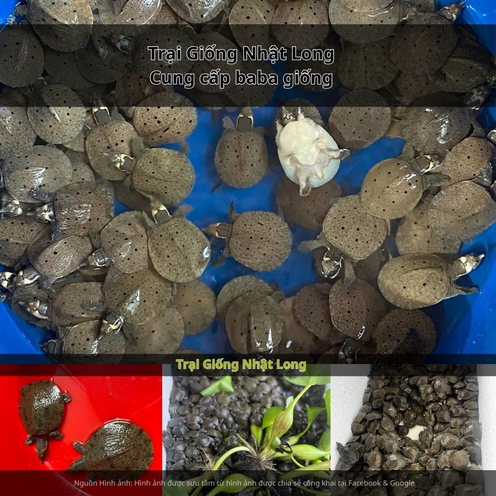 Giá bán baba thương phẩm hiện ổn định từ 250.000 – 400.000 đồng/kg, thị trường rộng và dễ tiêu thụ.