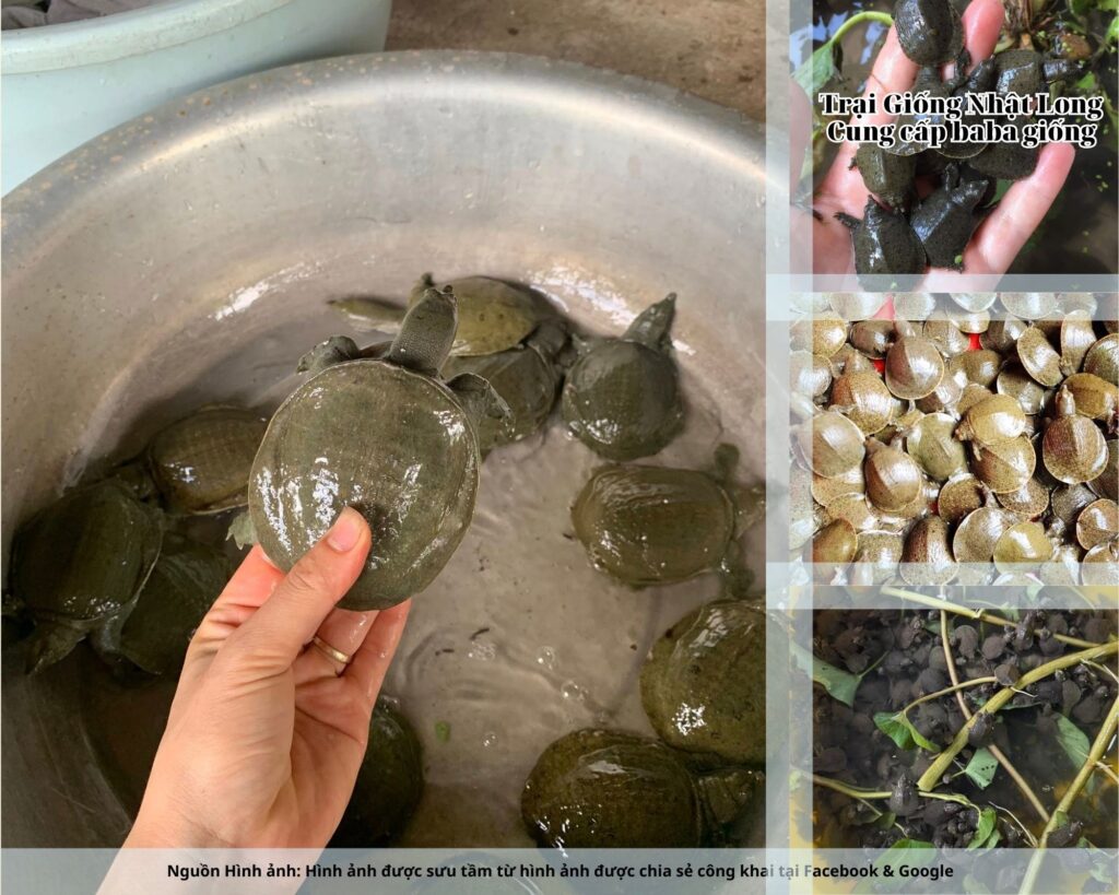 Trại Giống Nhật Long – cơ sở chuyên cung cấp baba giống Đà Nẵng và nhiều loại thủy sản khác.