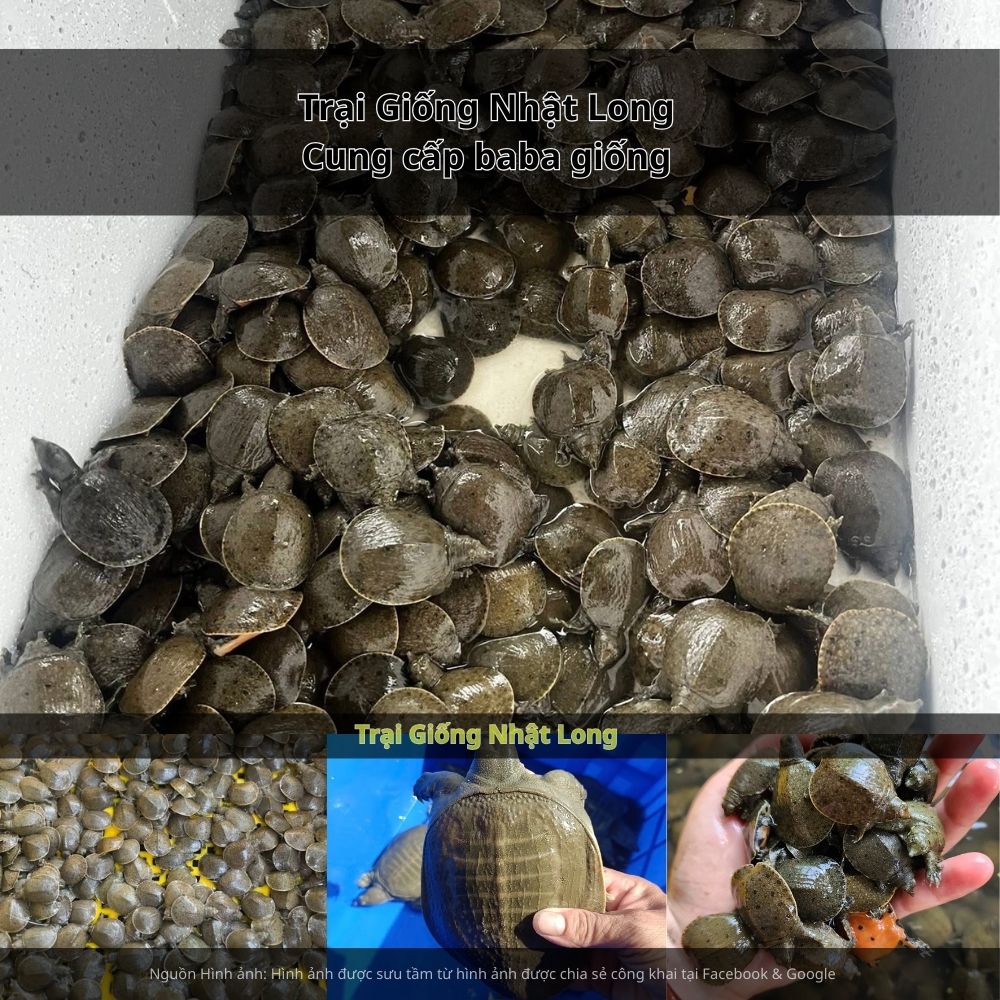 Hãy liên hệ ngay với Trại Giống Nhật Long để được cung cấp con giống khỏe mạnh, tư vấn kỹ thuật chi tiết và hỗ trợ tiêu thụ sản phẩm.
