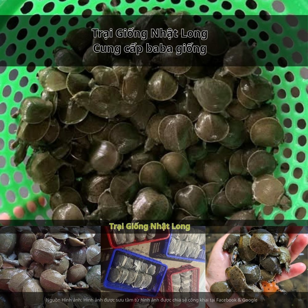 Nếu bạn đang tìm kiếm nguồn baba giống Kiên Giang chất lượng, hãy liên hệ ngay với Trại Giống Nhật Long