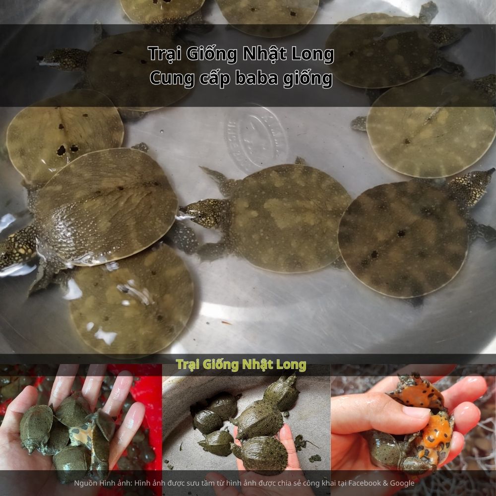 Sự phát triển của các trại giống baba tại Bình Định đã và đang cung cấp cho bà con con giống khỏe mạnh