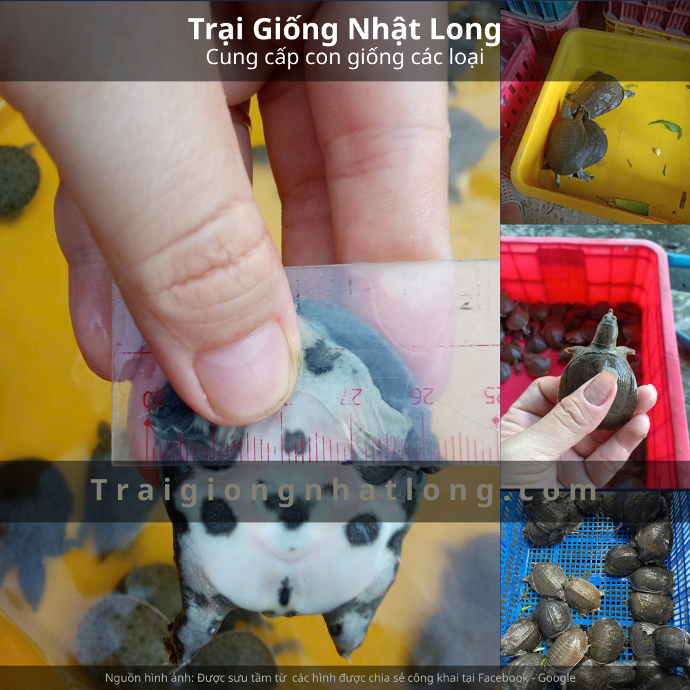 Hướng Dẫn Nuôi Ba Ba