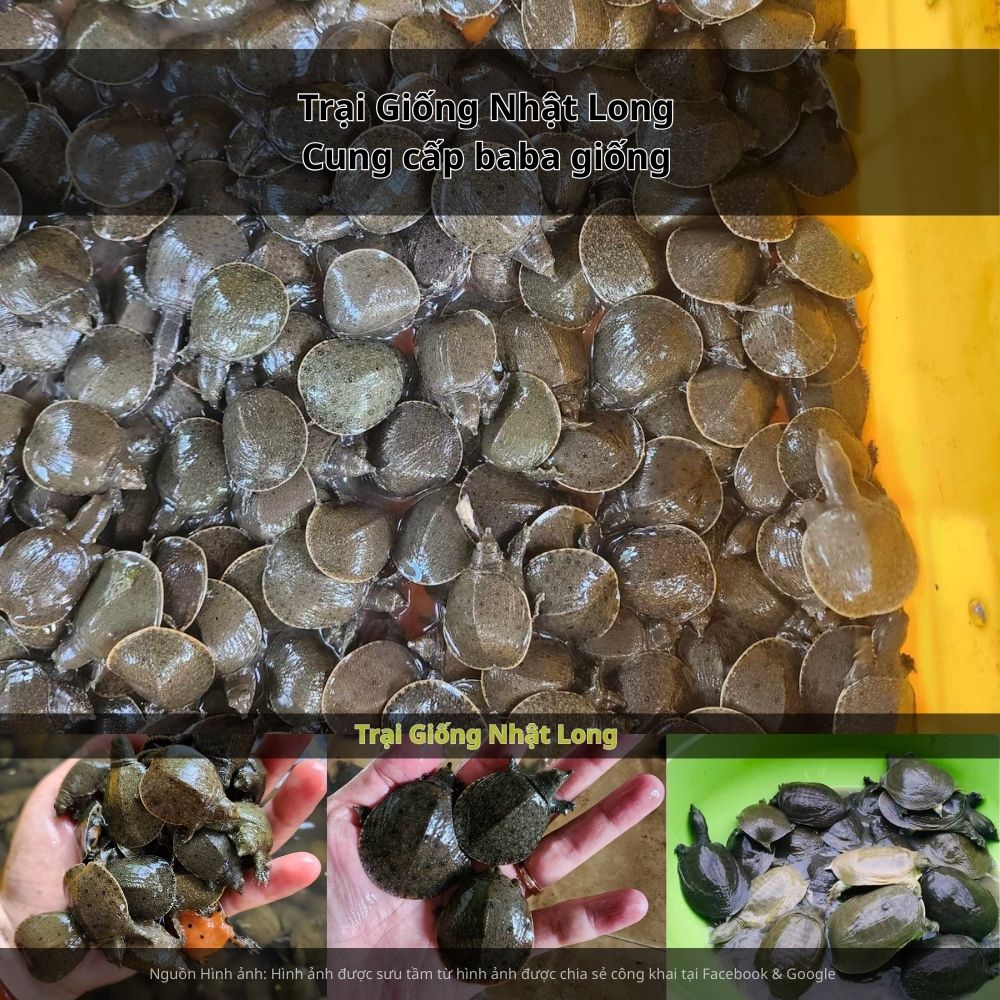 Trại Giống Nhật Long – đơn vị uy tín chuyên cung cấp baba giống Kiên Giang và nhiều loại thủy sản khác.