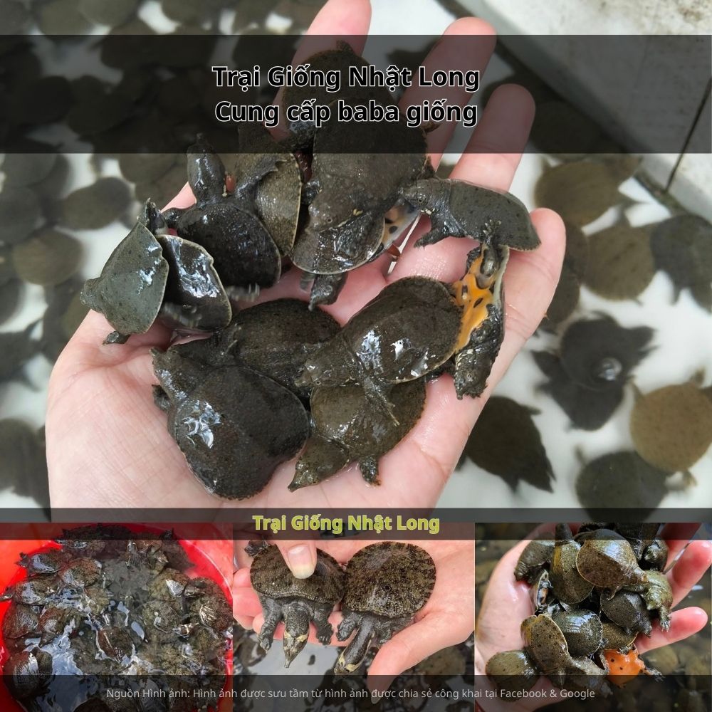 baba giống Kiên Giang sinh trưởng tốt, ít bệnh, thích nghi nhanh với môi trường.