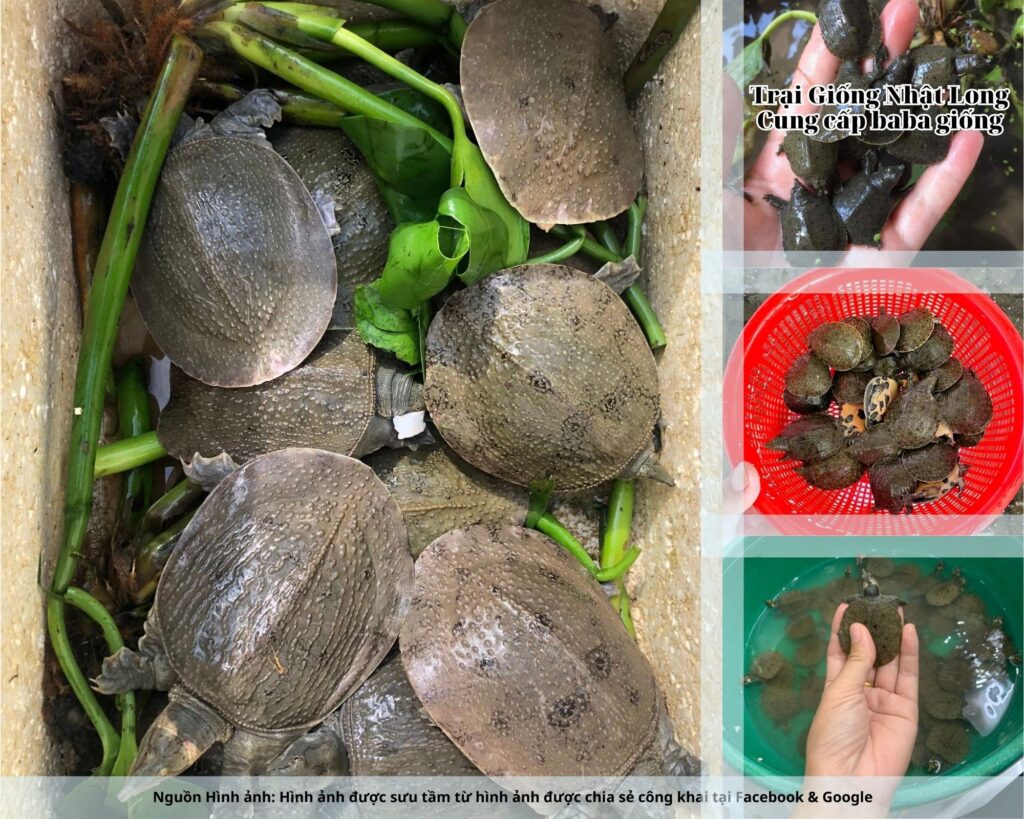 Trại Giống Nhật Long – cơ sở cung cấp baba giống Quảng Ngãi uy tín, chuyên nghiệp.