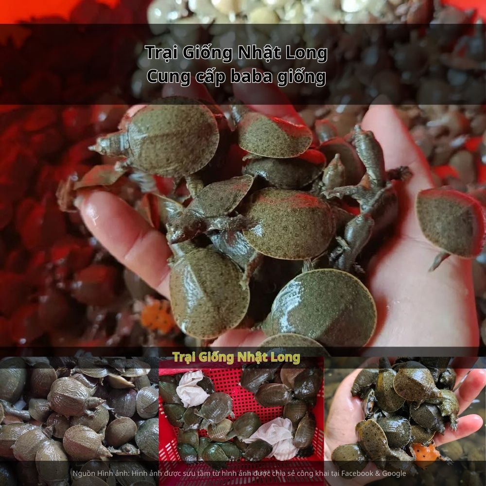 Việc lựa chọn baba giống chất lượng đóng vai trò then chốt trong thành công của mô hình.