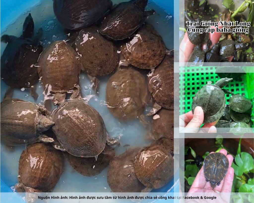 Baba giống Quảng Ngãi sinh trưởng nhanh, tỷ lệ sống cao, ít bệnh, dễ thích nghi với khí hậu miền Trung đầy nắng gió.