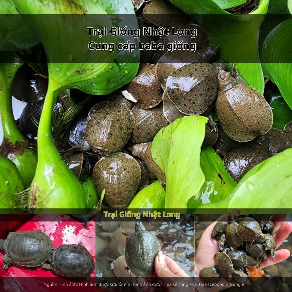 Trại Giống Nhật Long là đơn vị chuyên cung cấp con giống thủy sản số lượng lớn, uy tín lâu năm trên thị trường.