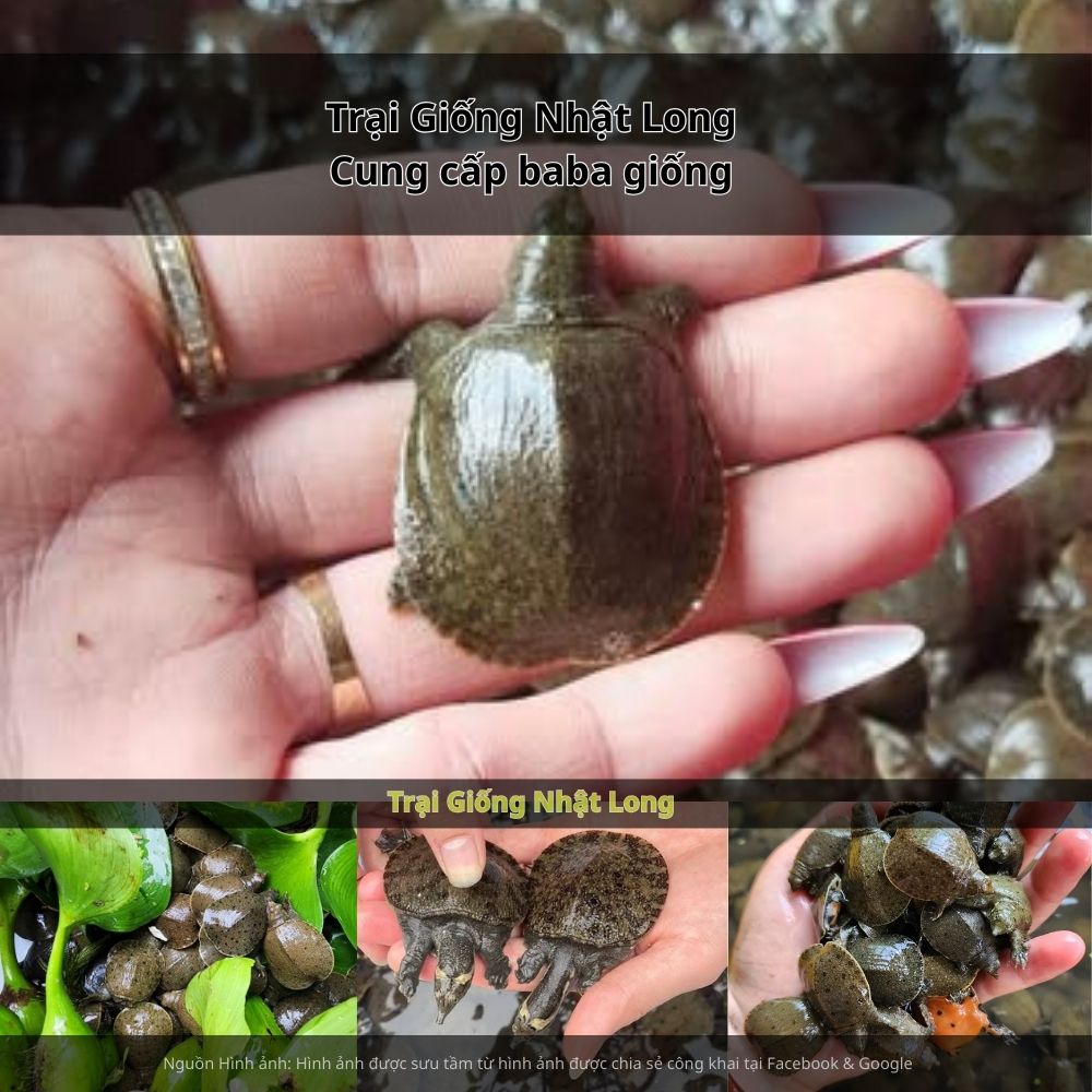 Trại có hệ thống sản xuất con giống theo quy trình chuẩn, đảm bảo chất lượng đồng đều và giao hàng tận nơi cho bà con.