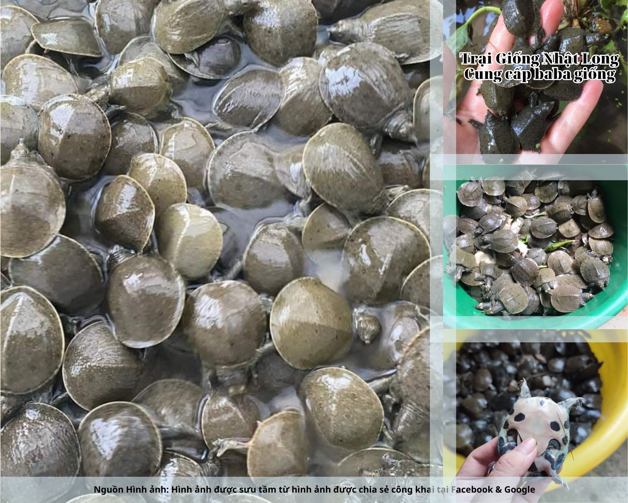 Nếu bạn đang tìm kiếm nguồn baba giống Quảng Nam chất lượng, hãy liên hệ ngay với Trại Giống Nhật Long để được cung cấp con giống khỏe mạnh