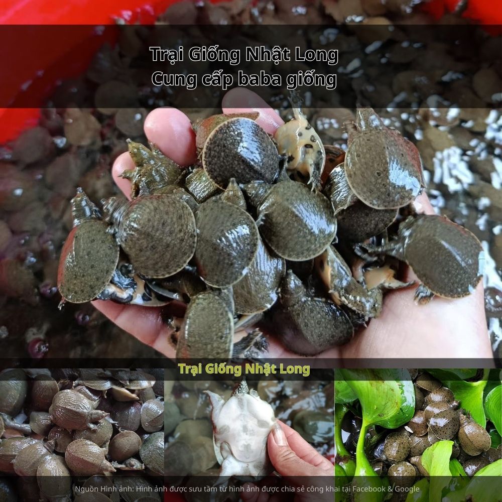 Trại Giống Nhật Long là một trong những địa chỉ lớn chuyên cung cấp baba giống tại Cần Thơ và các tỉnh miền Tây