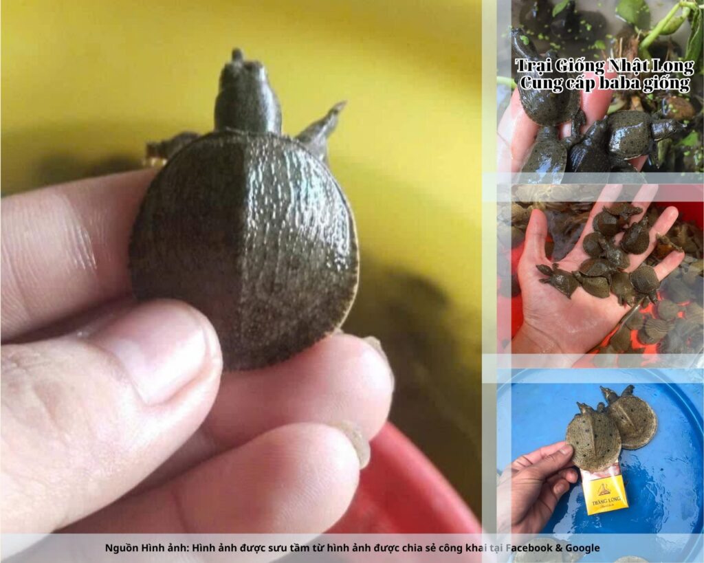 Nếu bạn đang tìm kiếm nguồn baba giống Quảng Nam chất lượng, hãy liên hệ ngay với Trại Giống Nhật Long để được cung cấp con giống khỏe mạnh