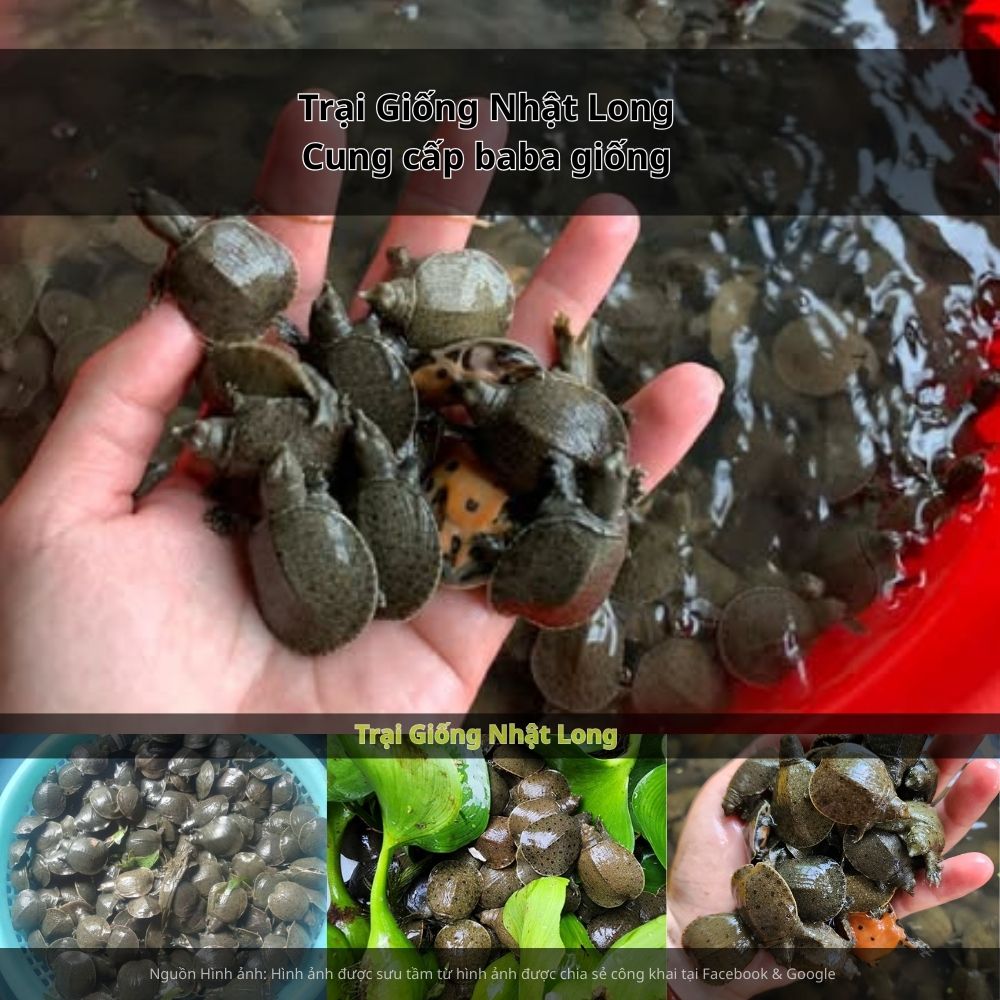 Với điều kiện tự nhiên thuận lợi, nguồn nước dồi dào và người dân cần cù, nghề nuôi baba tại Cần Thơ đang ngày càng phát triển mạnh mẽ