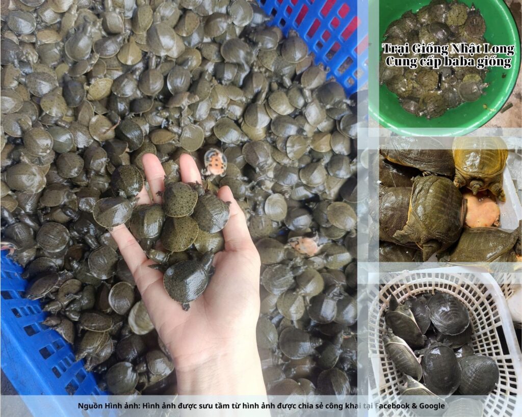 Theo dõi sức khỏe đàn nuôi, phát hiện sớm và xử lý kịp thời khi có dịch bệnh.