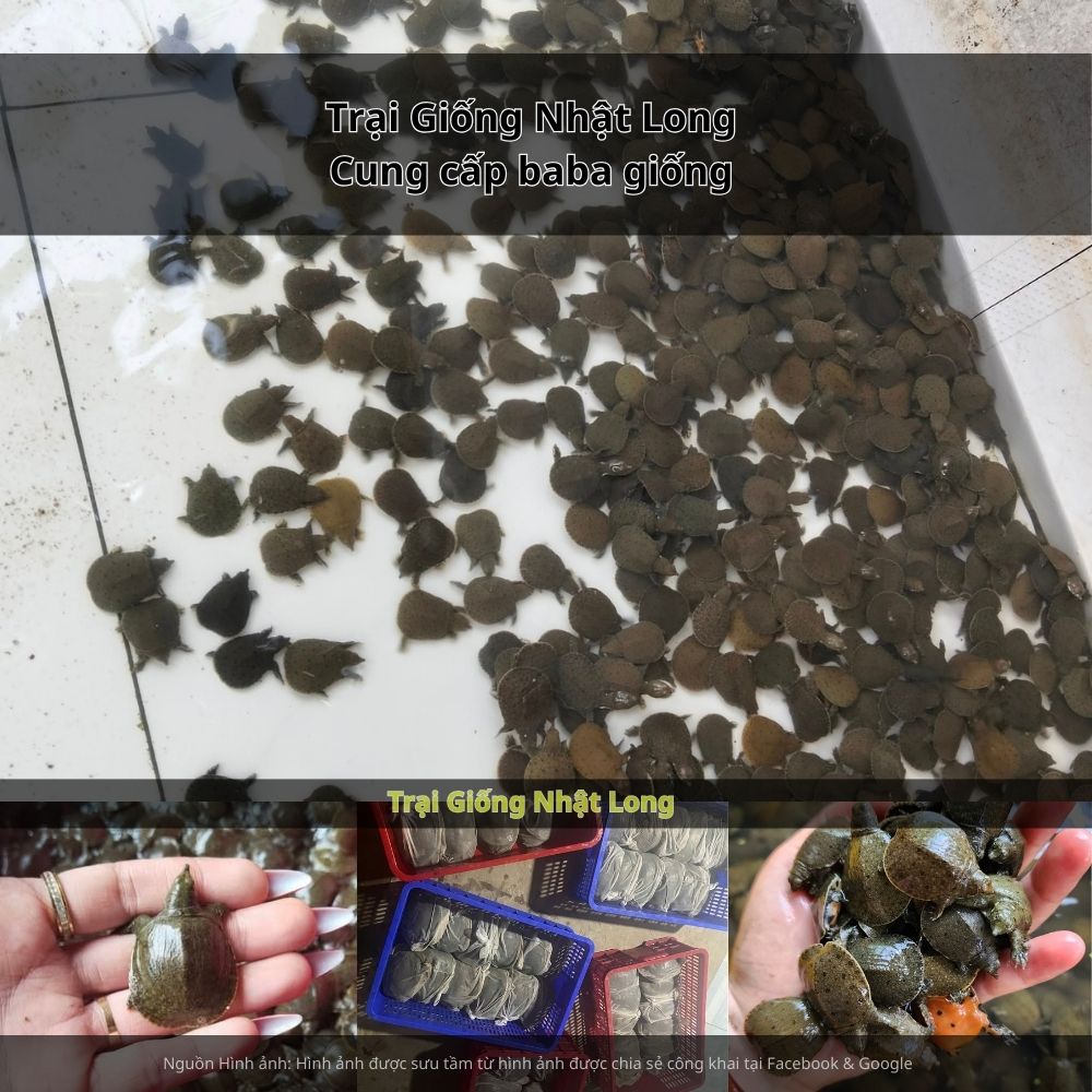 Nghề nuôi baba tại Hậu Giang đang mở ra cơ hội lớn cho bà con nông dân, mang lại hiệu quả kinh tế cao và ổn định