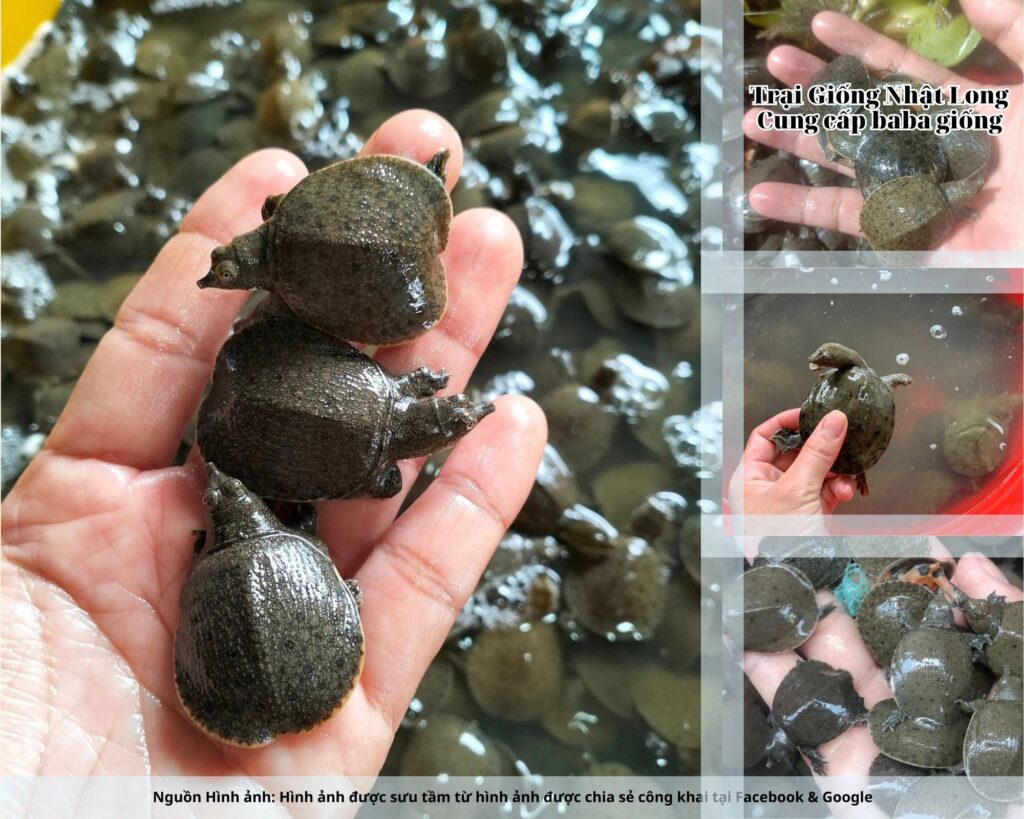 Có hệ thống cơ sở ở cả 3 miền, giao hàng nhanh chóng.