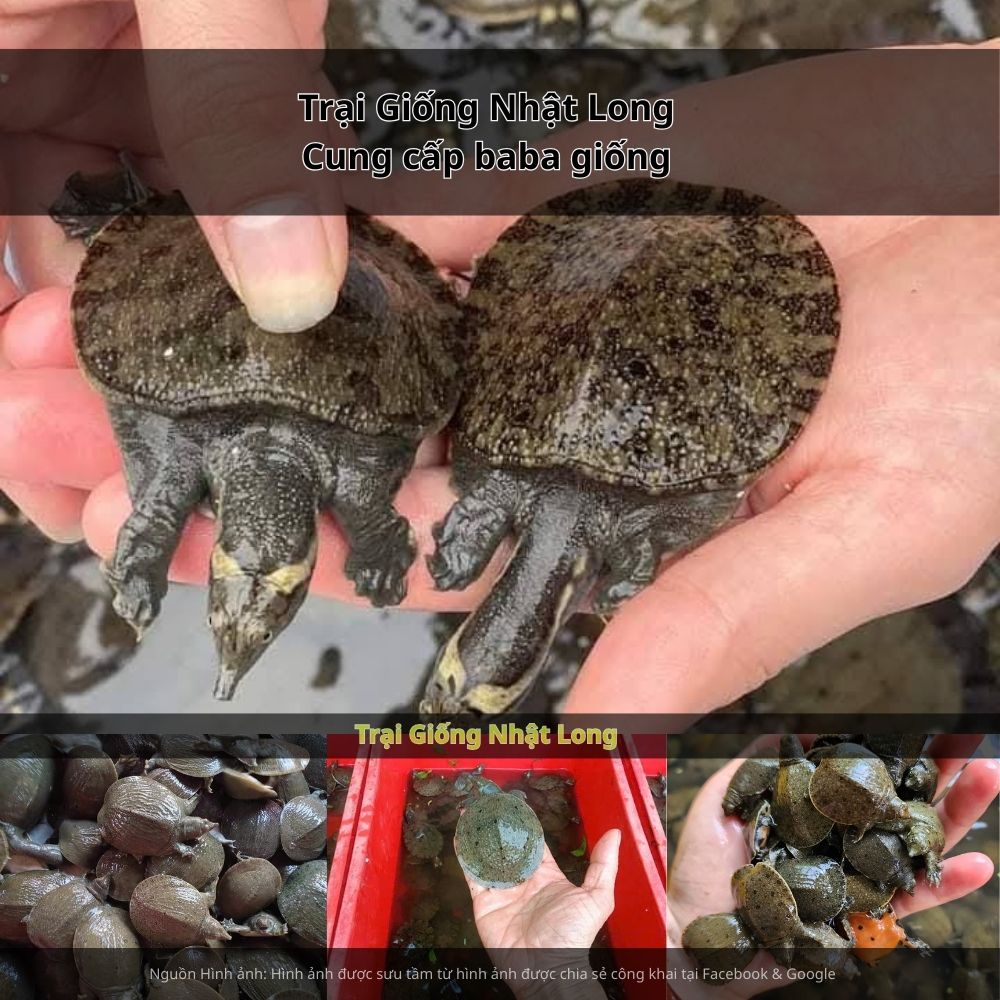 Trại Giống Nhật Long là địa chỉ hàng đầu được nhiều hộ nuôi tin tưởng