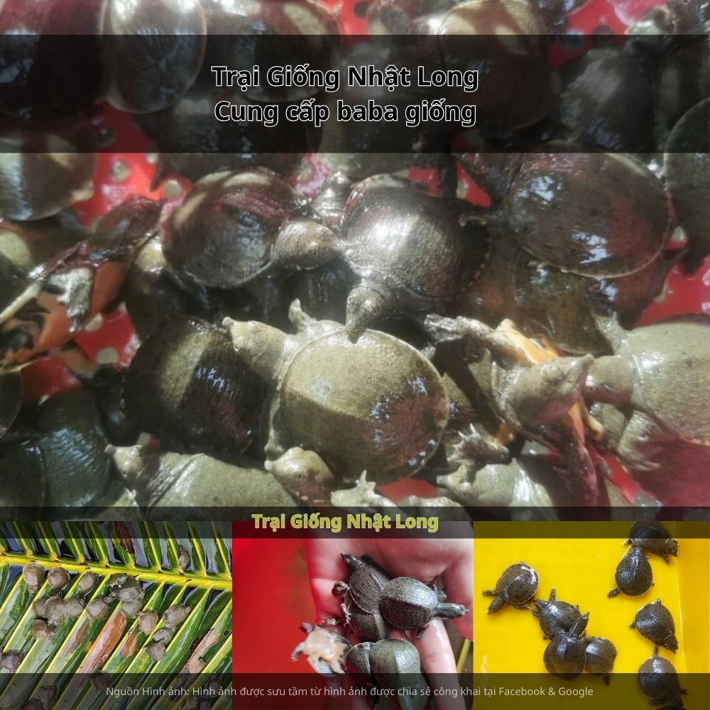 Nghề nuôi baba giống tại Bình Định đang ngày càng được nhiều hộ dân quan tâm