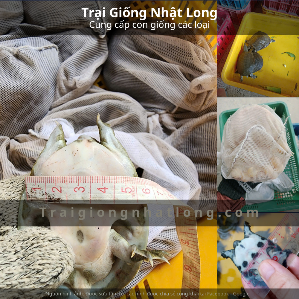 Cột cờ Lũng Cú