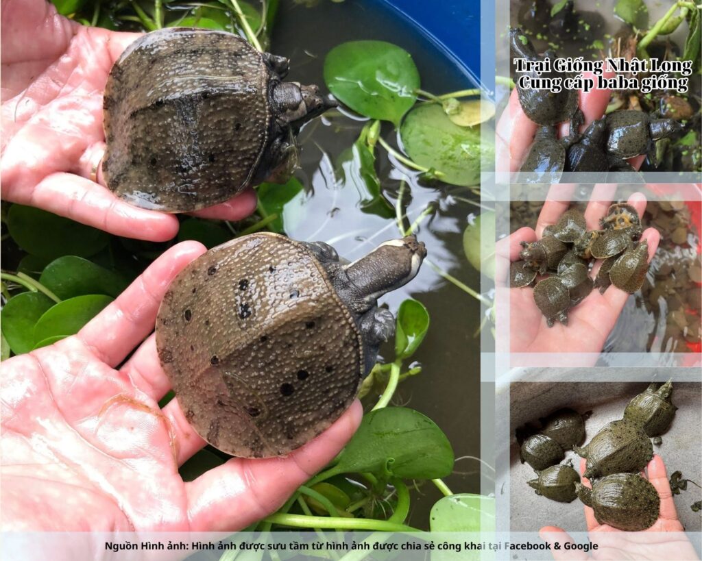 Trại Giống Nhật Long – đơn vị chuyên cung cấp baba giống Quảng Nam và nhiều loại giống thủy sản khác.