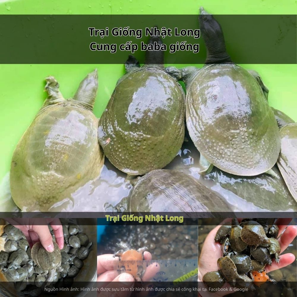 Trại Giống Nhật Long, nơi chuyên cung cấp giống baba khỏe mạnh, chất lượng, giá cả hợp lý, vận chuyển tận nơi Hậu Giang