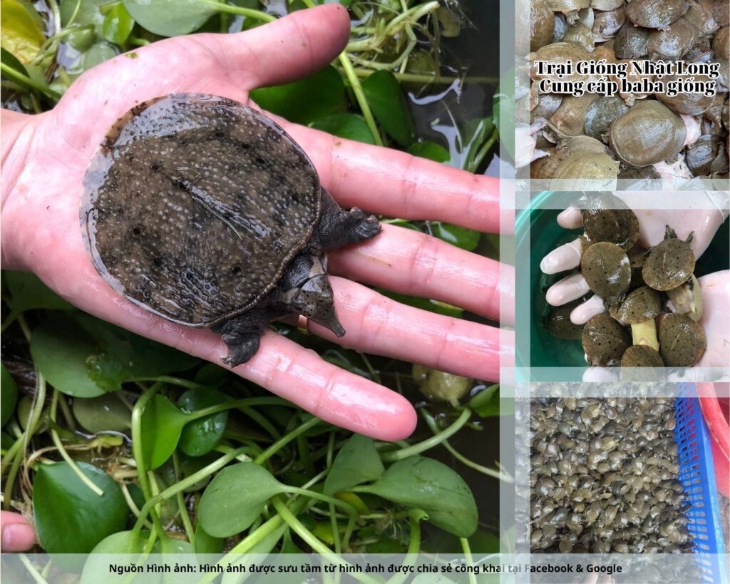 Sự phát triển của ngành du lịch đã tạo cơ hội lớn cho thị trường baba thương phẩm.