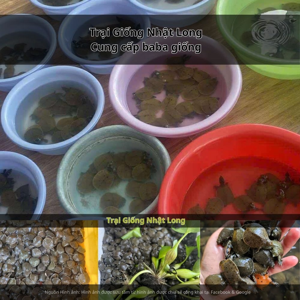 Bà con có thể tham khảo nguồn baba giống từ Trại Giống Nhật Long