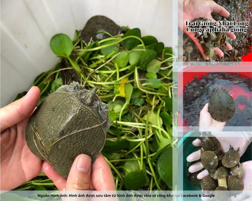 Thực tế cho thấy, baba giống Quảng Nam sinh trưởng nhanh, ít bệnh, tỷ lệ sống cao, phù hợp với điều kiện khí hậu nóng ẩm của miền Trung.