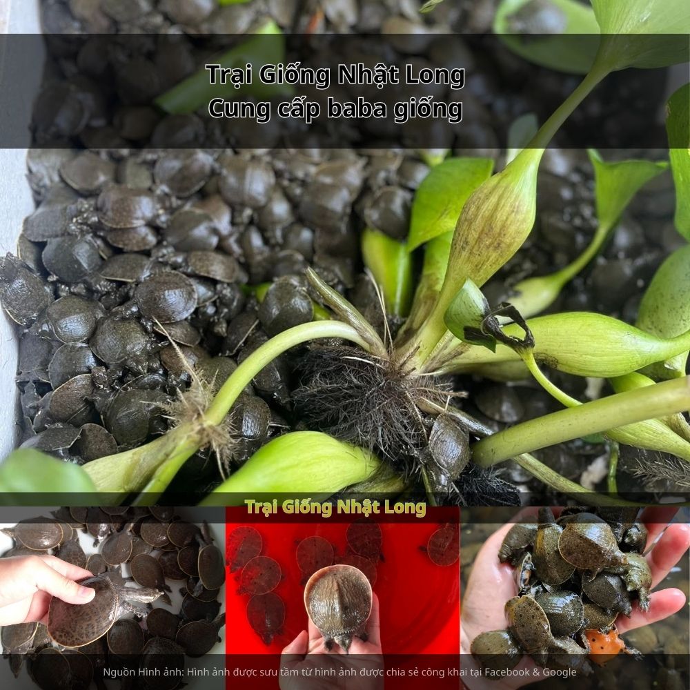 Hậu Giang còn có tiềm năng rất lớn trong phát triển ngành thủy sản, đặc biệt là nuôi baba thương phẩm