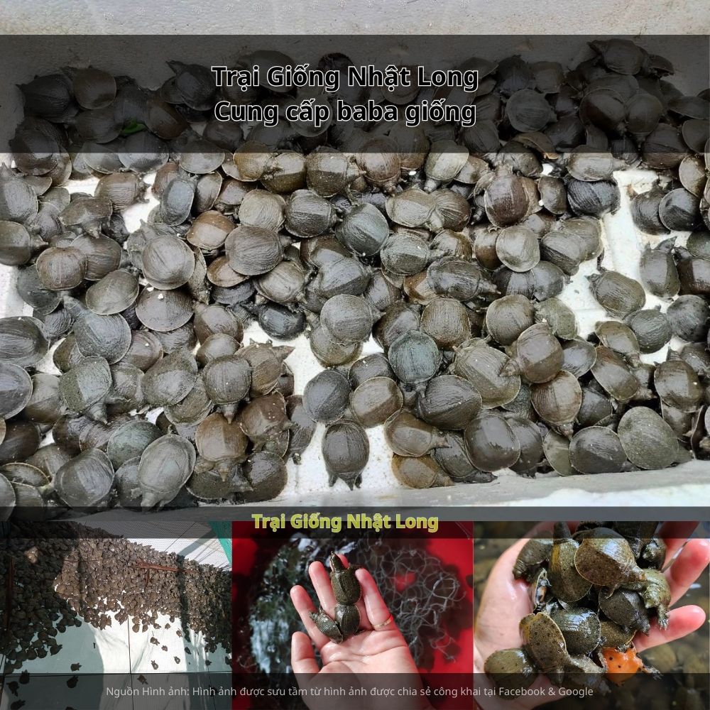 Hãy liên hệ ngay với Trại Giống Nhật Long để được tư vấn chi tiết và hỗ trợ tận tình.