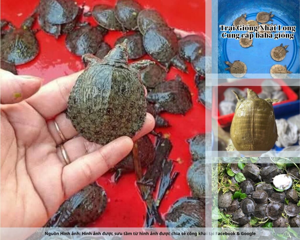 Những địa danh này không chỉ góp phần thúc đẩy du lịch mà còn tạo ra thị trường tiêu thụ baba ổn định cho người nuôi.