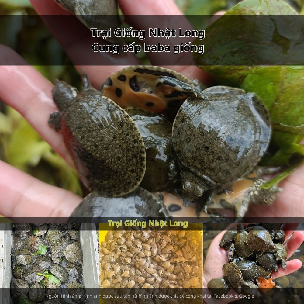 So với nhiều loại cá nước ngọt khác, nuôi baba đem lại mức thu nhập cao và ổn định hơn