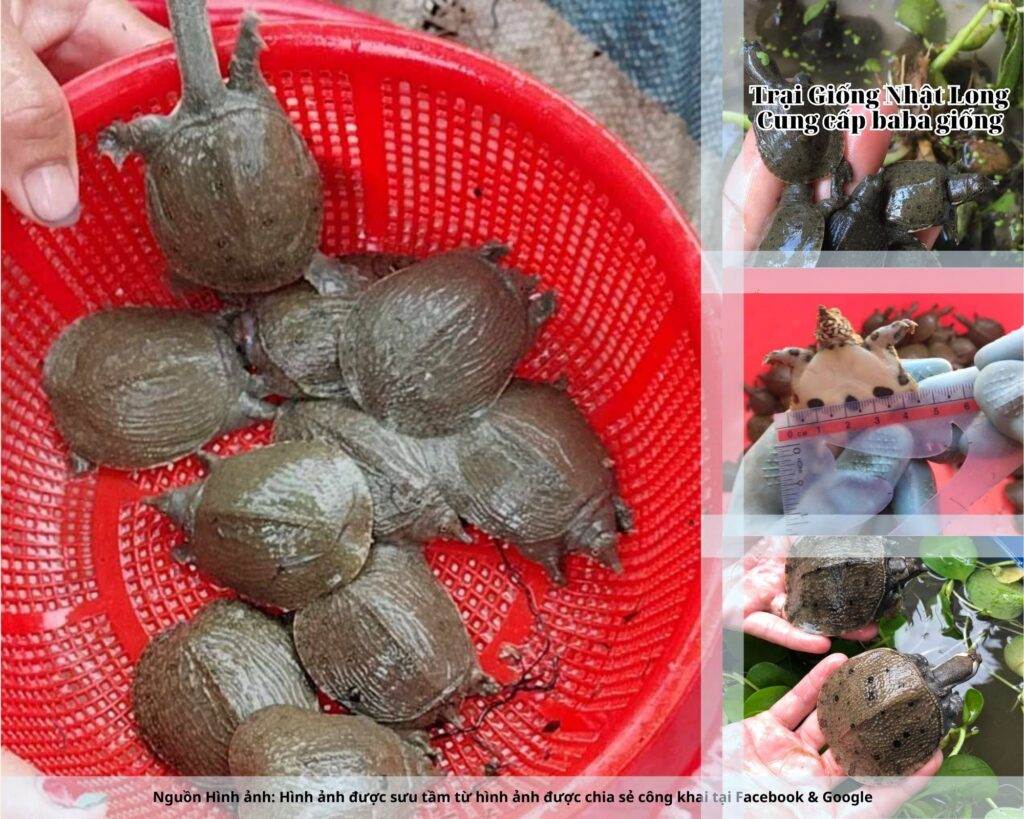 Nhiều hộ dân tại Tuyên Quang tin tưởng đặt mua baba giống từ các cơ sở uy tín như Trại Giống Nhật Long.