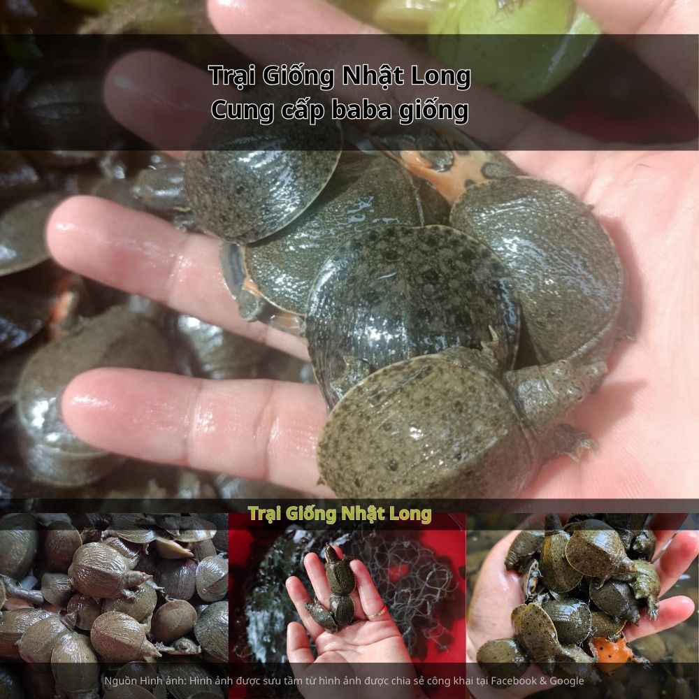 Đặc biệt, ngoài nuôi thương phẩm, bà con có thể phát triển nuôi baba sinh sản