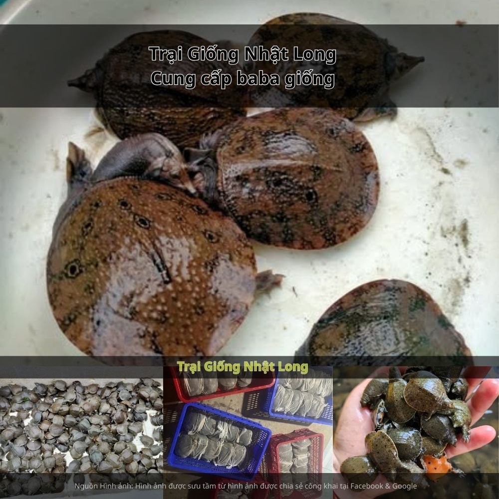 Một xu hướng mới đang được nhiều bà con lựa chọn, đó là nuôi baba thương phẩm và baba sinh sản