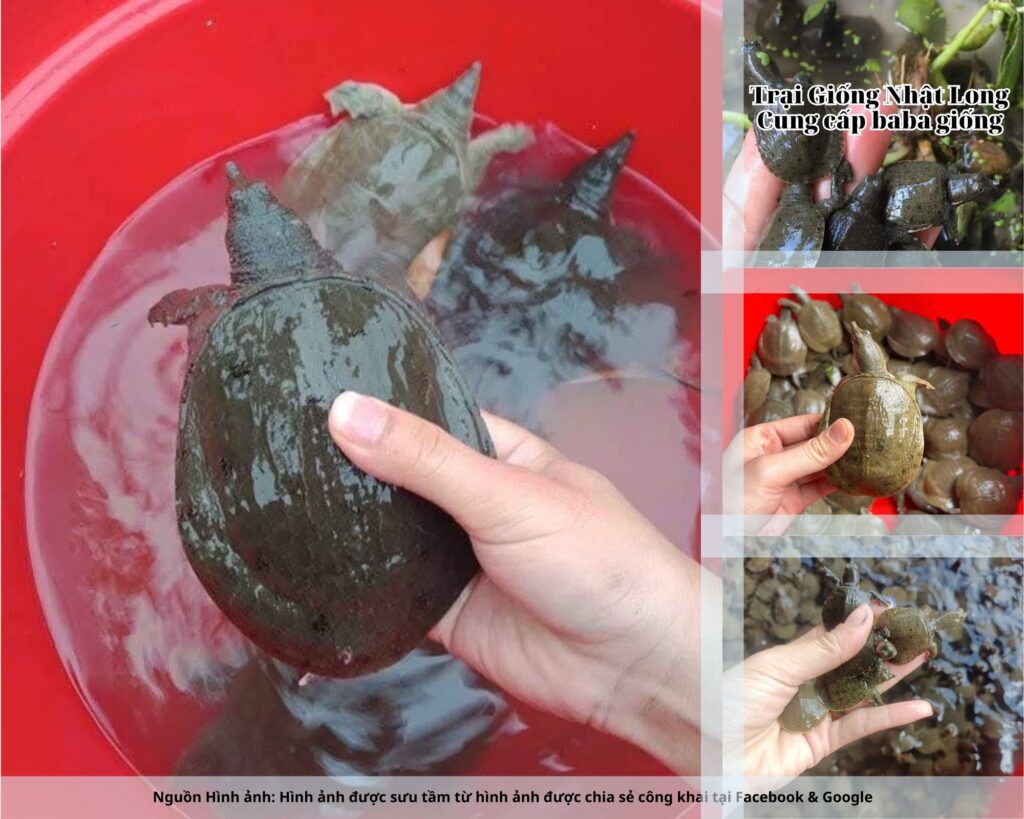 Trại Giống Nhật Long - Đây là đơn vị chuyên sản xuất và cung cấp giống trên toàn quốc với nhiều năm kinh nghiệm.