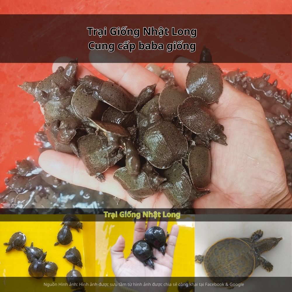 Giá bán baba thương phẩm hiện ổn định trong khoảng 250.000 – 400.000 đồng/kg