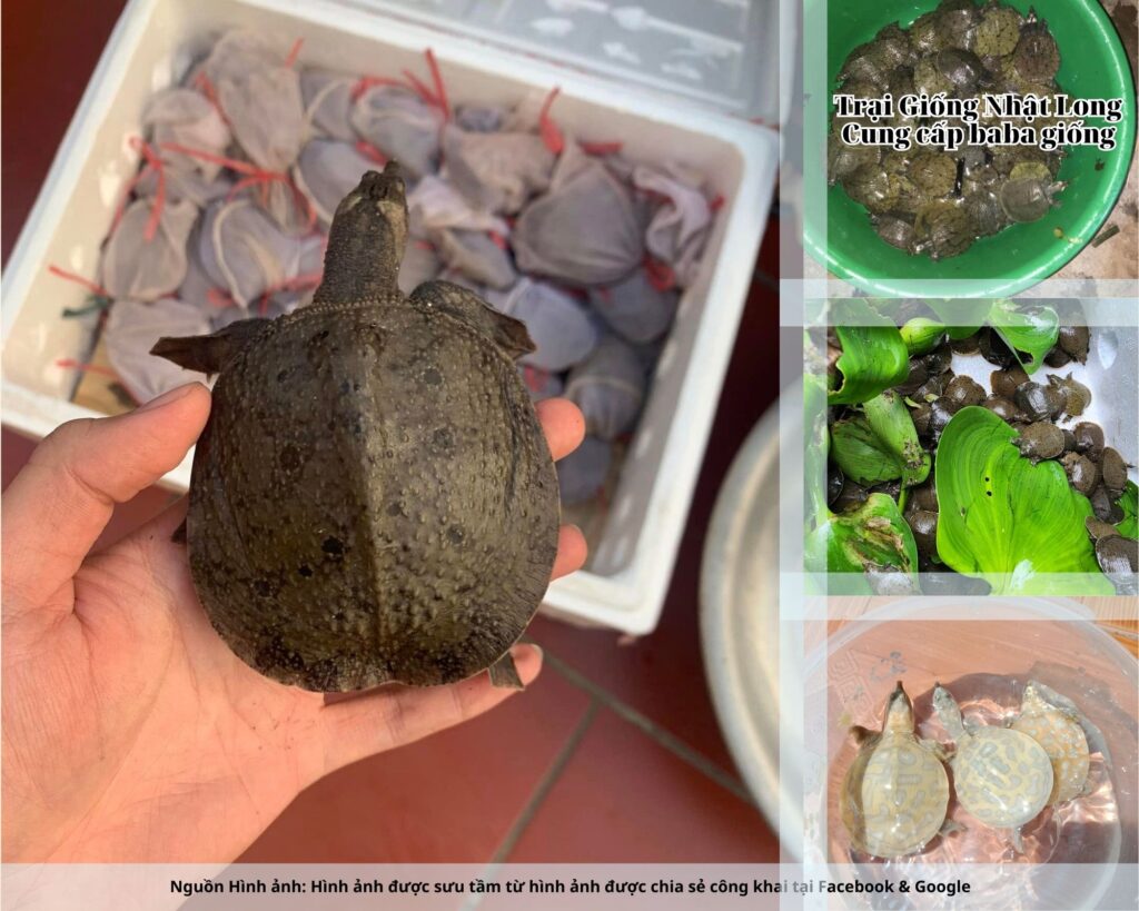 Nhiều hộ dân quanh khu vực này đang chuyển đổi đất nông nghiệp sang nuôi thủy sản, trong đó có nuôi baba.