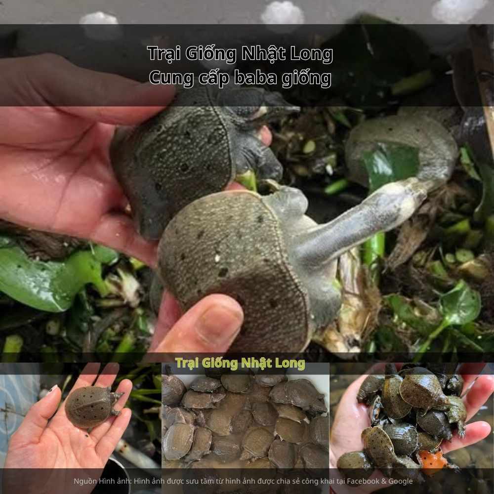 Với nhiều năm kinh nghiệm, trại không chỉ cung cấp con giống chất lượng mà còn hỗ trợ kỹ thuật