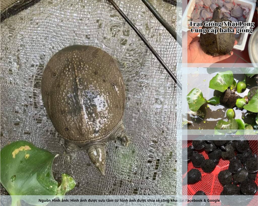 Trại Giống Nhật Long là đơn vị uy tín chuyên cung cấp con giống chất lượng cao cho bà con tại Lạng Sơn và các tỉnh miền núi phía Bắc.