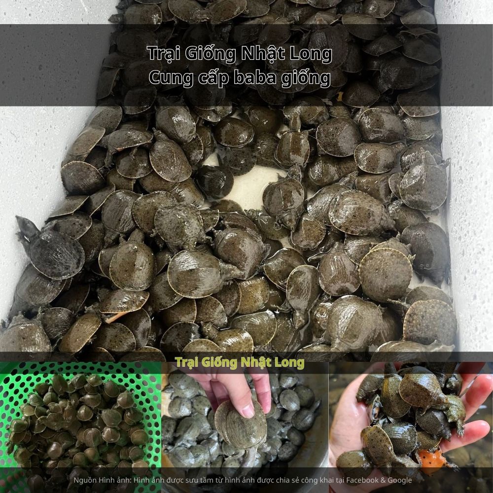 Nguồn giống chất lượng cao, khỏe mạnh và được kiểm soát kỹ thuật tốt có thể tham khảo tại baba giống từ Trại Giống Nhật Long