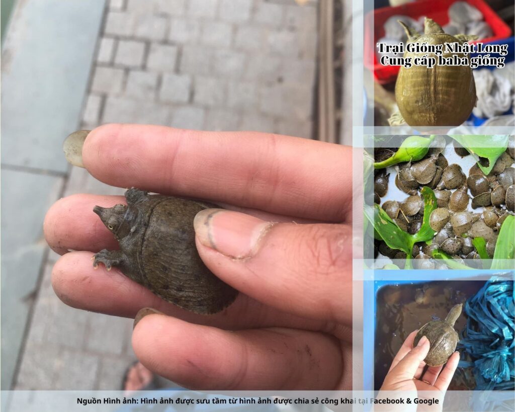 Chọn mua giống tại Trại Giống Nhật Long chính là giải pháp an toàn, uy tín để bà con yên tâm đầu tư và phát triển bền vững.