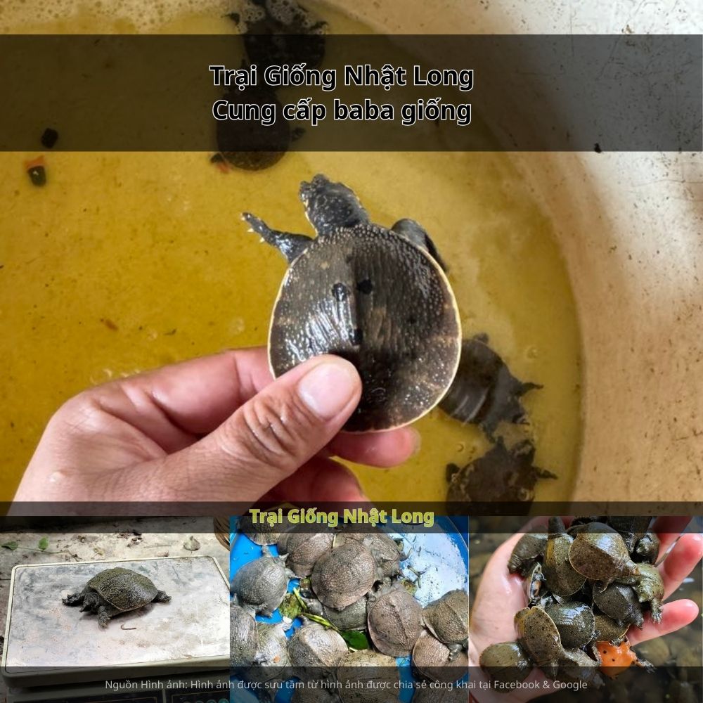 Ngoài nuôi thương phẩm, bà con tại Bạc Liêu còn có thể phát triển mô hình nuôi baba sinh sản