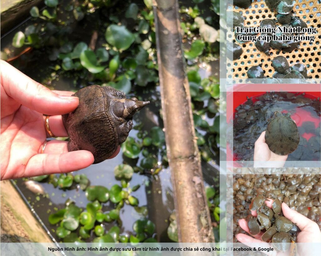 Ngoài du lịch, người dân xung quanh cũng phát triển mô hình nuôi thủy sản, cung cấp sản lượng ổn định cho thị trường.