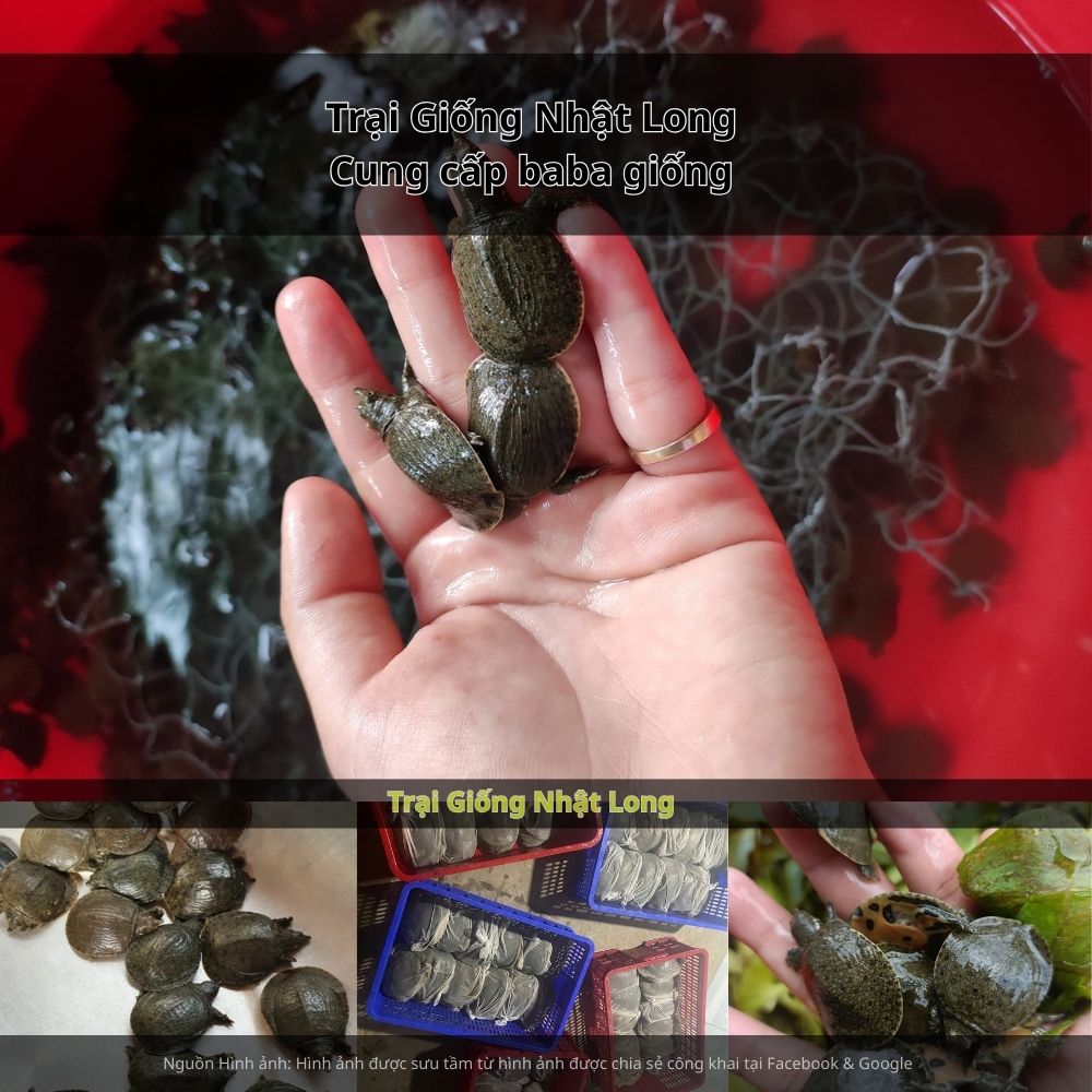 Để mô hình nuôi baba đạt hiệu quả, khâu chọn giống đóng vai trò cực kỳ quan trọng