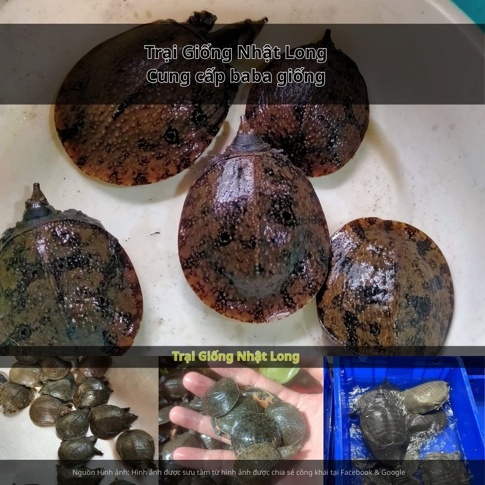 Bà con có thể tham khảo nguồn baba giống uy tín từ Trại Giống Nhật Long
