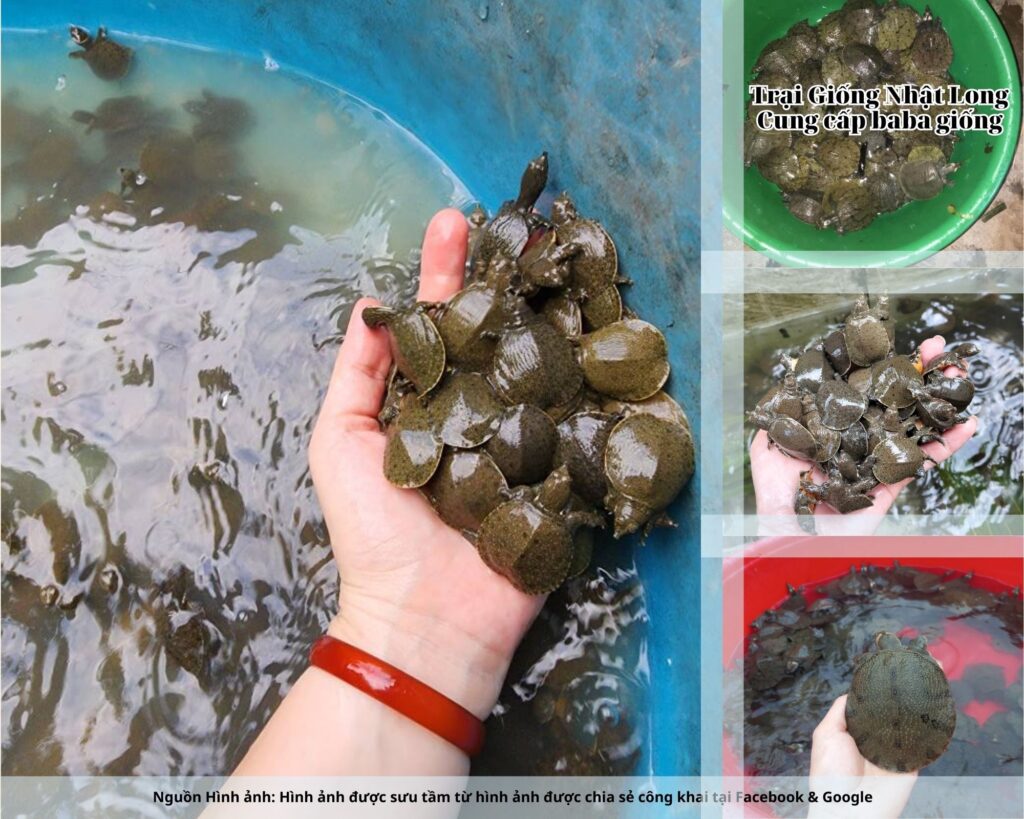 Miền Trung có lợi thế về thời tiết nắng ấm, ít rét đậm rét hại, giúp baba phát triển ổn định quanh năm