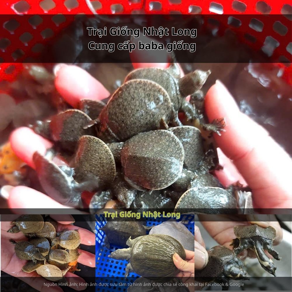 Trại Giống Nhật Long hiện là địa chỉ đáng tin cậy, chuyên cung cấp giống baba khỏe mạnh, đồng đều, tỷ lệ sống cao.