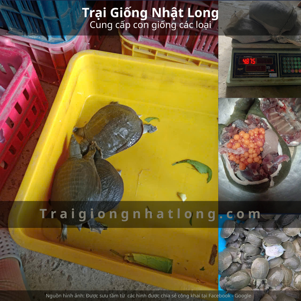 Các loại baba phổ biến